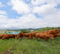 농촌진흥청, 한우연구소 초지에 한우 200마리 방목
